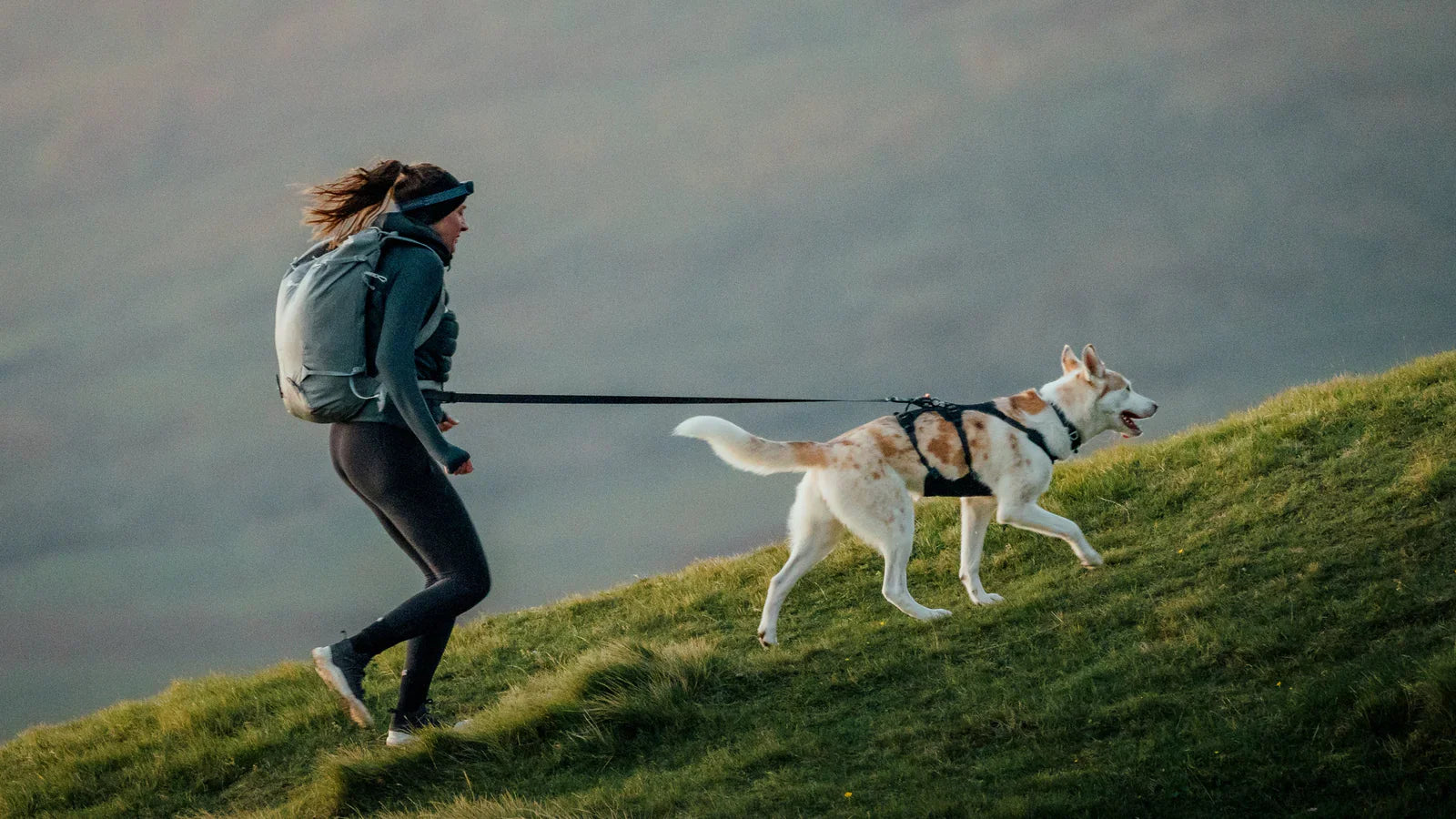 Leashes