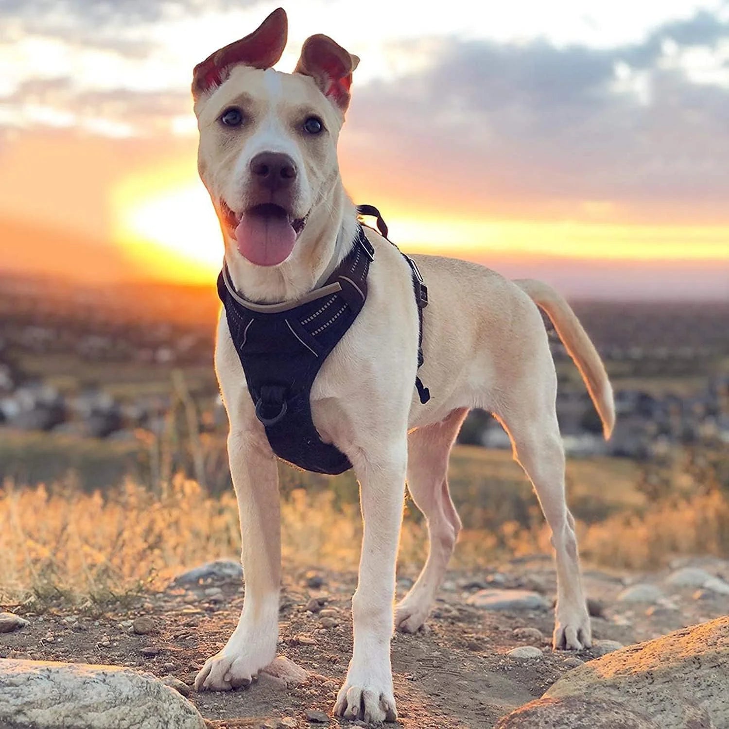 No Pull Dog Harness with Dual Leash Clips – Reflective Padded Vest for Large Dogs