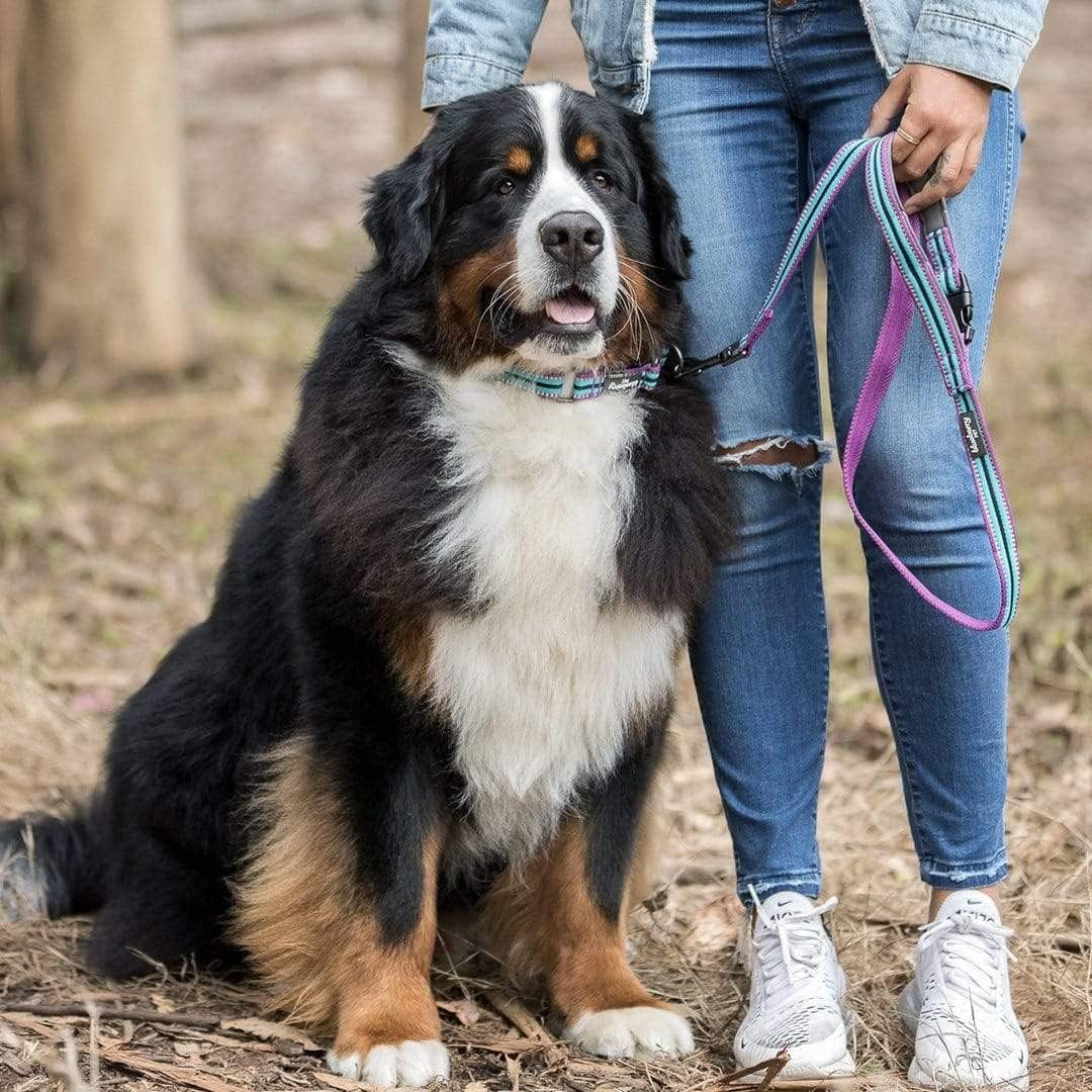 Blueberry Pet Reflective Dog Leash