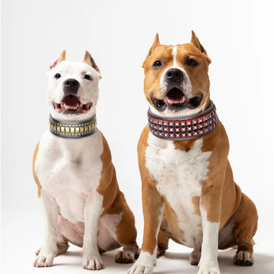 Luxury Genuine Leather Dog Collar – Wide Rivet Collar for Medium & Large Dogs