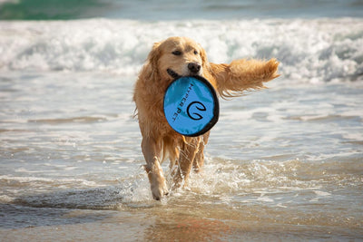 Flippy Flopper 9" Flying Disc Dog Toy – Floating Soft Fetch Discs (Pack of 5)