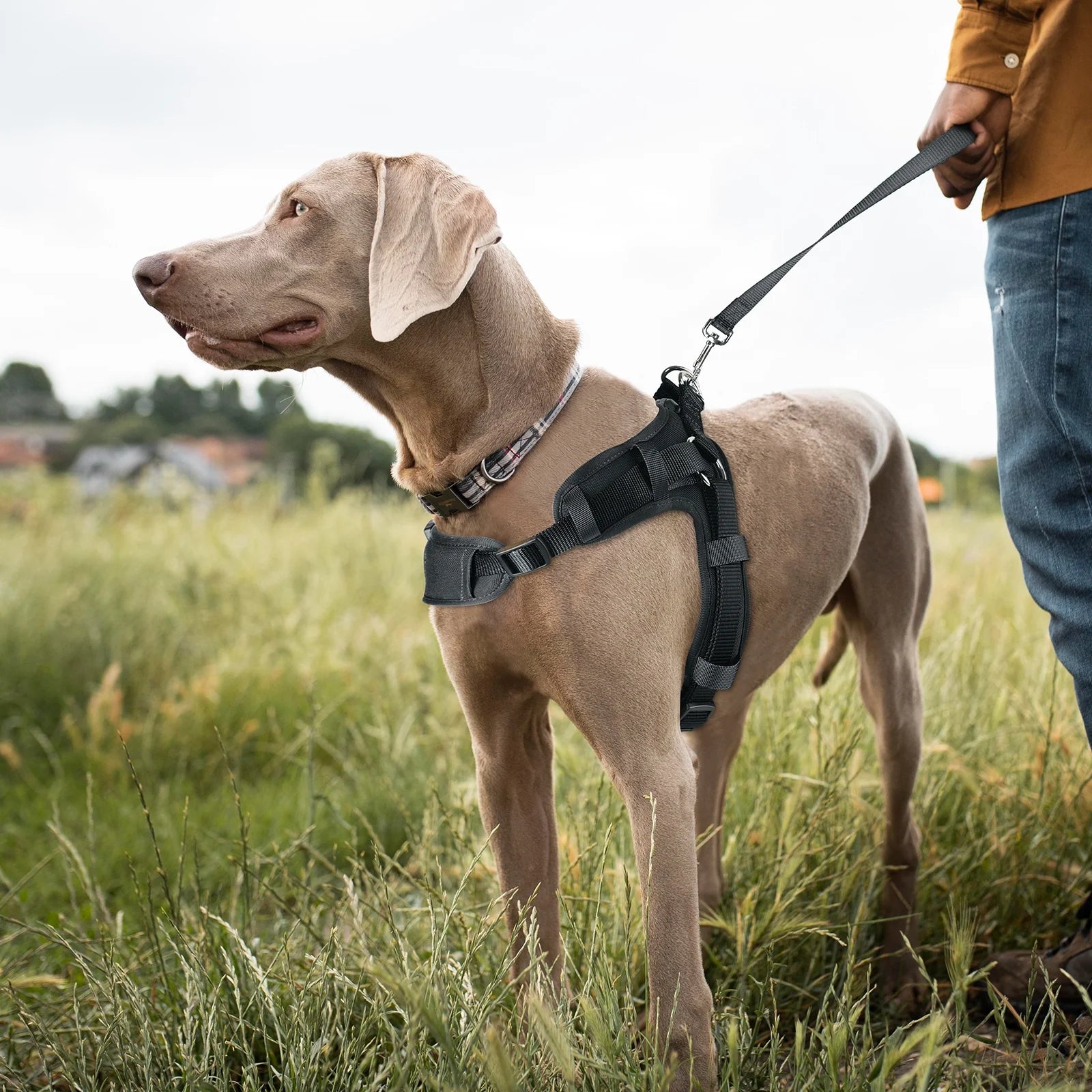 Comfort Fit Step-In Dog Harness – Padded No Pull Walking Vest for Dogs