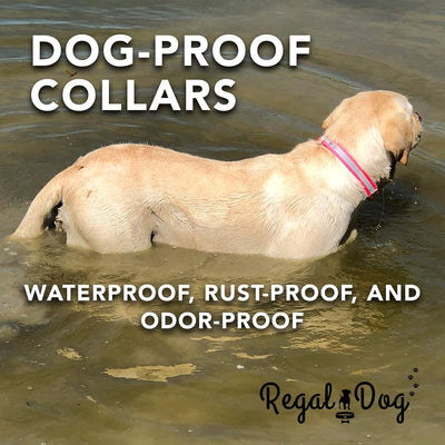 Reflective Waterproof Dog Collar with Heavy-Duty Metal Buckle