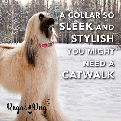 Reflective Waterproof Dog Collar with Heavy-Duty Metal Buckle