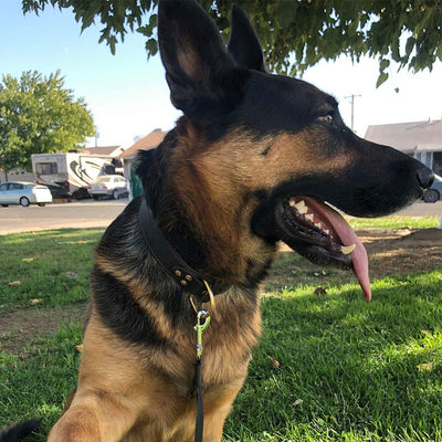 Classic Genuine Leather Dog Collar with Heavy-Duty Metal Buckle