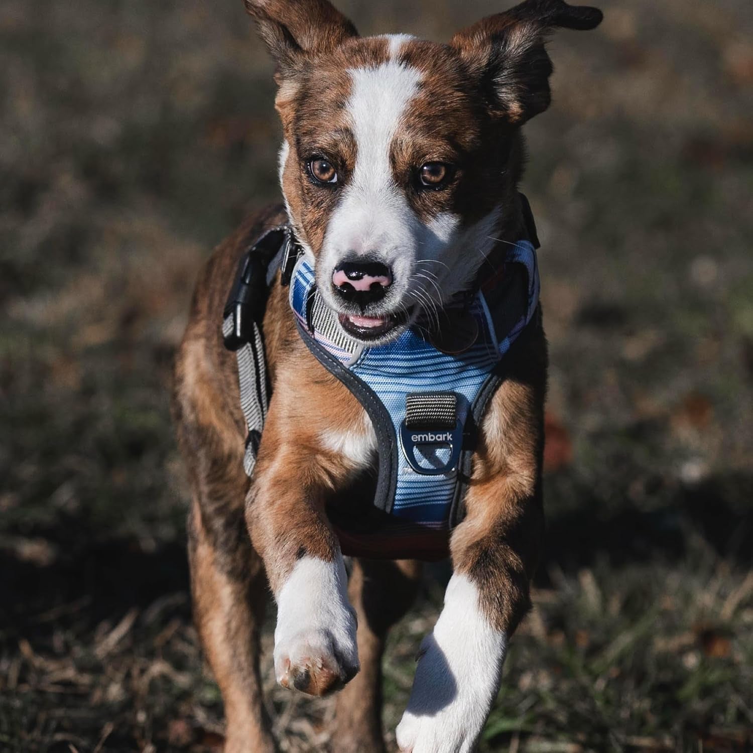 Embark Adventure Small Dog Harness – No Pull Reflective Harness with Front Clip & Comfort Handle