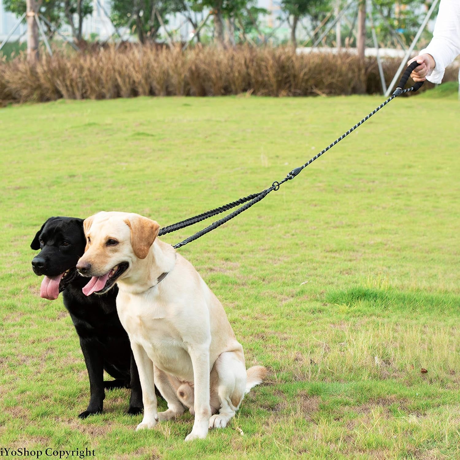 Dual Dog Leash with 360° Swivel – No Tangle Bungee Leash for Two Dogs