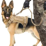 Bungee Quick Release Dog Elastic Leash 2 Handle - Image 6