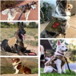 Vest Harness Padded Nylon Harness - Image 6