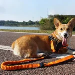 Multifunction Double Handle Dog Leash - Image 5