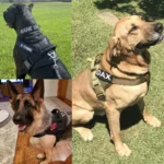 Durable Quick Release Dog Harness And Leash Set - Image 6