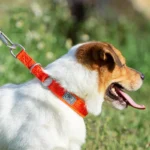 Nylon Dog Collar Webbing P-chain - Image 4