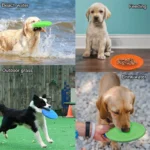 Pet Silicone Discs Training Game Frisbeed Toy - Image 3