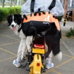 Airborne Bag Backpack Walking Stretcher with Straps for Disabled Dog - Image 4