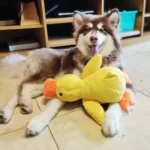 Durable Duck Design Pet Toy for Interactive Play and Teething