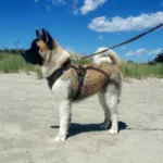 Military Tactical Dog Harness & Leash Set