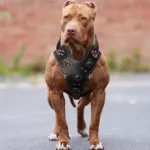 Durable Real Leather Harness - Image 5