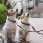 Adjustable leather Collar - Image 5