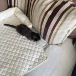 Velvet Pet Dog Bed Sofa Blanket - Image 3