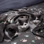 Warm and Soft Pet Sleeping Mat Blanket for Dogs and Cats - Image 2