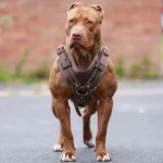 Adjustable Leather Dog Harness - Image 5