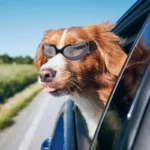 Dog and Cat Sun Protection Helmet