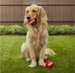 Signature Balls Dog Toy, 2-pack - Image 4