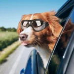 Dog and Cat Sun Protection Helmet - Image 5