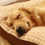 Soft Fleece Dogs Sleeping Bed & Pet Blanket - Image 3