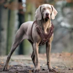 Adjustable Leather Dog Harness - Image 4