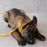 Adjustable leather Collar - Image 4