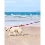 Reflective Martingale Escape-Proof Collar with 2 Handles - 16"-20" and Leash (5ft x 1") - Image 6