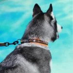 Waterproof Reflective Adjustable Soft Collar with Reflective Cloth - Orange - Image 3