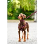 Adjustable Nylon Small Puppy Pet Dog Combo Collar Leash and Harness Set - Image 6