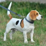 Adjustable Cotton Hemp Dog Collar & Leash Set - Image 6