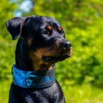 The Darth Force Limited Collar - Image 4