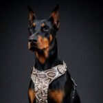 The ''Rock Python'' harness - Image 2