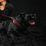 The "Balteus" red collar - Image 2