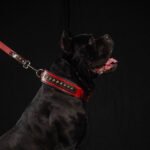 The "Balteus" red collar - Image 3