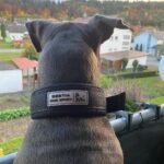 DOG SPORT FAST RELEASE COLLAR BLACK & GOLD - Image 4