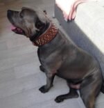 The "Crown" collar - Image 3