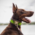 The ''Venom'' collar - Image 5