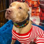 The Grinchmas Limited Collar - Image 3