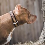 The Leopard Collar - Image 4