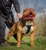 DOG SPORT GripPro Heavy Duty Harness - Image 5