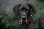 The ''Red Dragon'' collar - Image 2
