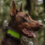 The ''Venom'' collar - Image 4