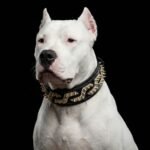 The ''Platinum'' collar - Image 4