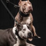 The Bestia multi purpose Police leash - Image 5