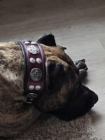The "Hektor" Burgundy Collar LIMITED - Image 3